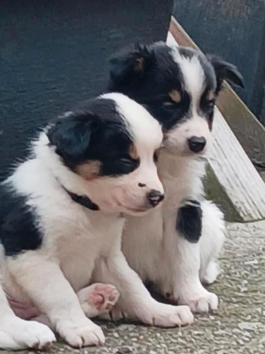 Border collie pups, Dieren en Toebehoren, Honden | Herdershonden en Veedrijvers, Meerdere dieren, Collie, Particulier, Meerdere