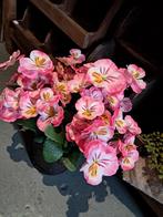 Viooltjes €6,50 p.s., Ophalen of Verzenden, Nieuw