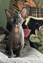 Devon rex Sphynx kittens katten, Meerdere dieren, Gechipt, 0 tot 2 jaar