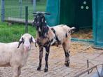 Nubische maanvek dekbok, Dieren en Toebehoren, Schapen, Geiten en Varkens, Mannelijk, Geit, 0 tot 2 jaar