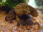 Spaanse Ribbensalamander, 0 tot 2 jaar, Tam, Amfibie