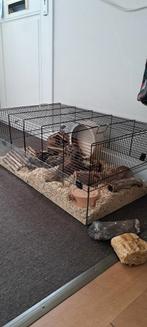 Prachtige grote hamsterkooi / caviakooi, incl. accessoires, Zo goed als nieuw, Hok, Hamster, Ophalen