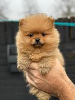BEARFACE pomeriaantjes, geteste ouders!!, 8 tot 15 weken, Meerdere, Meerdere dieren, Nederland