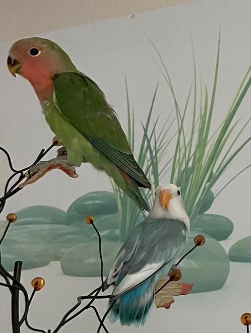 Lieve Hand Tamme Agapornis Dwergpapegai Fischerie Roseicolle, Dieren en Toebehoren, Vogels | Parkieten en Papegaaien, Dwergpapegaai of Agapornis