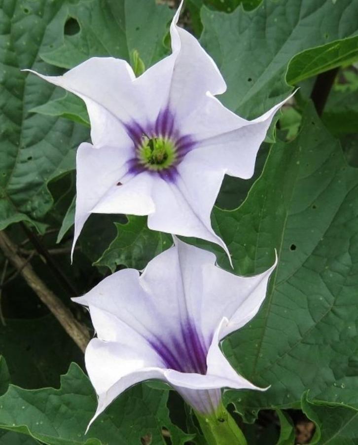 Datura Tatula, Tuin en Terras, Bloembollen en Zaden, Zaad, Voorjaar, Volle zon, Ophalen of Verzenden