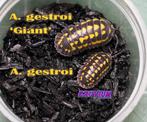 Armadillidium gestroi Giant isopods / pissebedden, Dieren en Toebehoren, Overige soorten