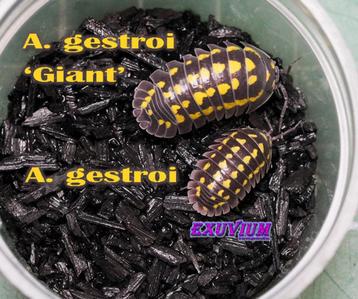 Armadillidium gestroi Giant isopods / pissebedden beschikbaar voor biedingen