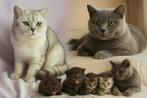 Britse Korthaar DEKKATER sterke bloedlijn en mooie kittens, 3 tot 5 jaar