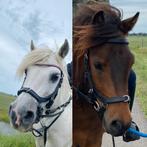 Nieuwe anatonisch hoofdstel 2in1 kaptoom longeren COB, Dieren en Toebehoren, Everts, Everts, Nieuw, Ophalen of Verzenden
