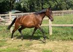 Bomproove voorwaartse merrie, Dieren en Toebehoren, Paarden, Merrie, Springpaard, Minder dan 160 cm, Gechipt