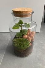 Plantenterrarium - ecosysteem - klein, Huis en Inrichting, Ophalen, Overige soorten, Halfschaduw, In pot