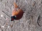 1 haan en 2 hennen bosfazanten, Dieren en Toebehoren, Meerdere dieren, Kip