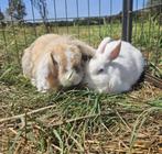 Legend & Flop zoeken een huisje!, Dieren en Toebehoren, Konijnen, Meerdere dieren, Klein, 3 tot 5 jaar