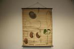 Vintage Schoolkaart “Grain Germination” - Émile Deyrolle, Antiek en Kunst, Antiek | Schoolplaten, Ophalen, Natuur en Biologie