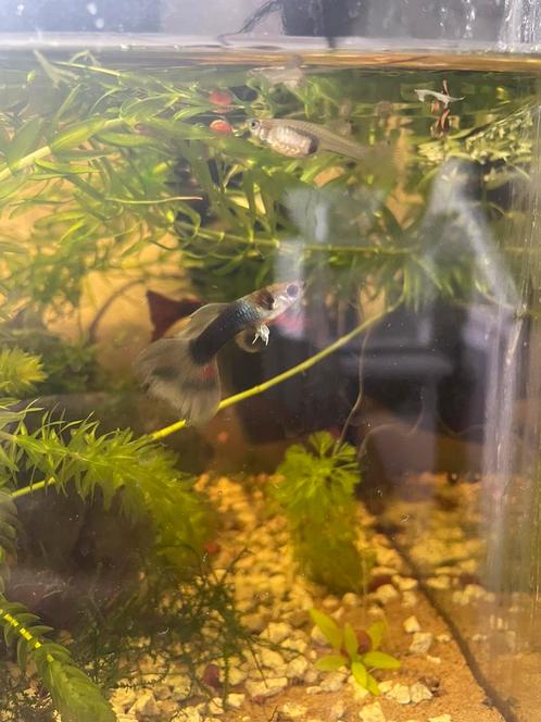 Vissen, Dieren en Toebehoren, Vissen | Aquariumvissen, Zoetwatervis, Vis