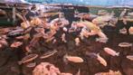 Cichliden auratus-yellow, Vis
