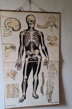 schoolkaart Het skelet, Dybdahl's zoölogische wandplaten, Ophalen of Verzenden, Natuur en Biologie