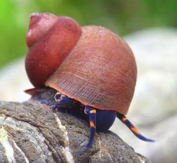 Notopala sp. Blue berry ( zeldzaam ) beschikbaar voor biedingen