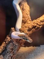 2 mooie jonge piebald ball pythons incl. Terarrium, Slang, Met terrarium, 0 tot 2 jaar