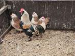 Faverolles kriel, Dieren en Toebehoren, Pluimvee, Meerdere dieren, Kip