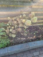 Hortensia paniculata 'Little Lime', Overige soorten, Vaste plant, Ophalen of Verzenden, Halfschaduw