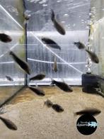 Nematobrycon palmeri black - Keizer tetra zwart, Dieren en Toebehoren, Vis, Zoetwatervis