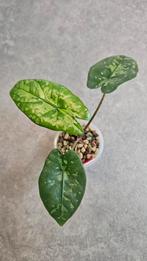 Alocasia Boyceana Shattered Glass, Ophalen of Verzenden, Halfschaduw, Minder dan 100 cm