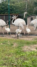 Laatste koppel nandoe kuikens, Dieren en Toebehoren, Pluimvee, Meerdere dieren, Overige soorten