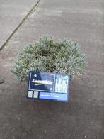 Lavendel zeer grote pot 10 liter winterhard overjarig, Tuin en Terras, Planten | Tuinplanten, Ophalen, Volle zon, Vaste plant