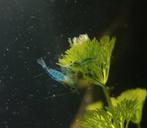 Blue Jelly Garnalen Neocaridina, Kreeft, Krab of Garnaal, Zoetwatervis