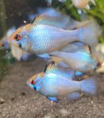 HobbyaquariumMicrogeophagus Ramirezi Electric Blue, Vis