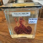 Taxidermie volgens zeggen strottenhoofd van een haan 19 cm, Ophalen, Vogel, Opgezet dier