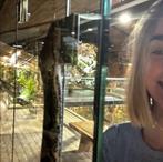 Gezocht zeer vriendelijke ball python konings python, Slang, 0 tot 2 jaar