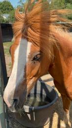 Pony en paard te koop, Dieren en Toebehoren, Pony's, Merrie, Recreatiepony, 0 tot 2 jaar