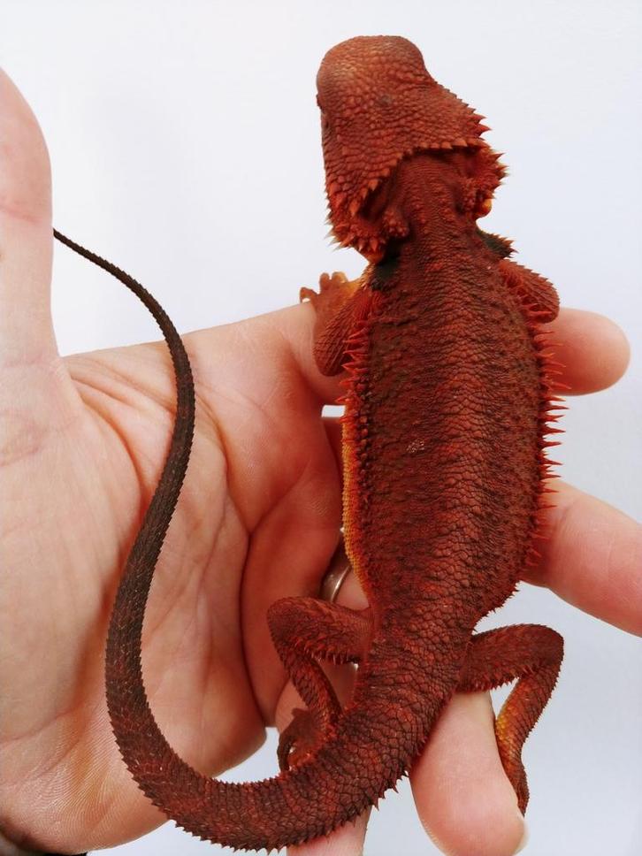 100% RM pogona vitticeps