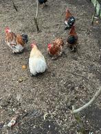 7 hanen, Mannelijk, Kip