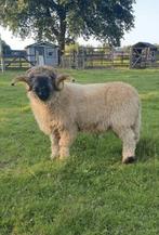 Bewezen dekram lammeren ja + van 01-02-2022 te koop, Dieren en Toebehoren, Schapen, Geiten en Varkens, Mannelijk, Schaap