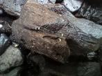 Springtails, Dieren en Toebehoren
