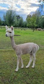 2 drachtige alpaca merries, Dieren en Toebehoren, Mei, Vrouwelijk