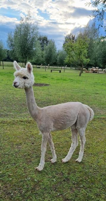 2 drachtige alpaca merries beschikbaar voor biedingen