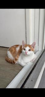 Gratis af te halen nog 1 kitten beschikbaar.