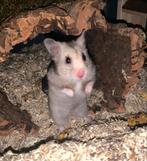 Tamme goudhamster, Dieren en Toebehoren, Knaagdieren, Hamster, Juli, Vrouwelijk, Tam