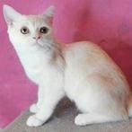Lief Perzisch poesje, 6 maanden, mix Ragdoll, Kater, Ontwormd, 0 tot 2 jaar