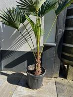 Trachycarpus wagnerianus Frosty (palm), Bloeit niet, 100 tot 250 cm, Palmboom, Ophalen