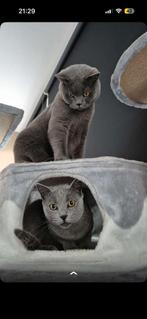 Britse korthaar, Dieren en Toebehoren, Katten en Kittens | Raskatten | Korthaar, Kater