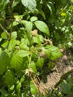 Frambozenstruiken biologisch, v.a. 5 euro p/st, Ophalen, Overige soorten, Struik, 100 tot 250 cm