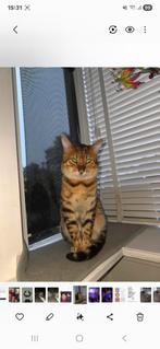 BENGAALSE KAT, Dieren en Toebehoren, Katten en Kittens | Overige Katten, Meerdere dieren