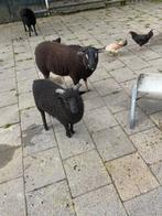 Dassekop ooilam en Quoessantrammetje., Dieren en Toebehoren, Schapen, Geiten en Varkens, Meerdere dieren, Schaap, 0 tot 2 jaar