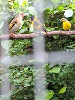 Mozambique sijs man vol op zang van buiten, Dieren en Toebehoren, Vogels | Overige Vogels, Mannelijk, Geringd