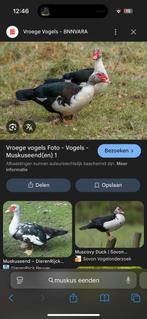 Siereenden muskus eenden kaapse eenden, Meerdere dieren, Eend